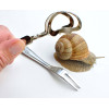 Pince à escargots inox - Roger Orfevre | Art. 3334257400137 - vue 3
