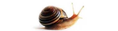 Ustensiles pour les escargots