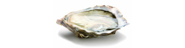 Ustensiles pour les huitres