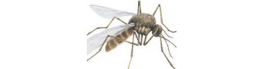 Gamme -Tous insectes
