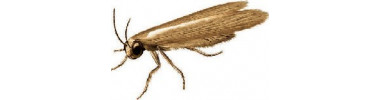 Gamme - Anti-mites